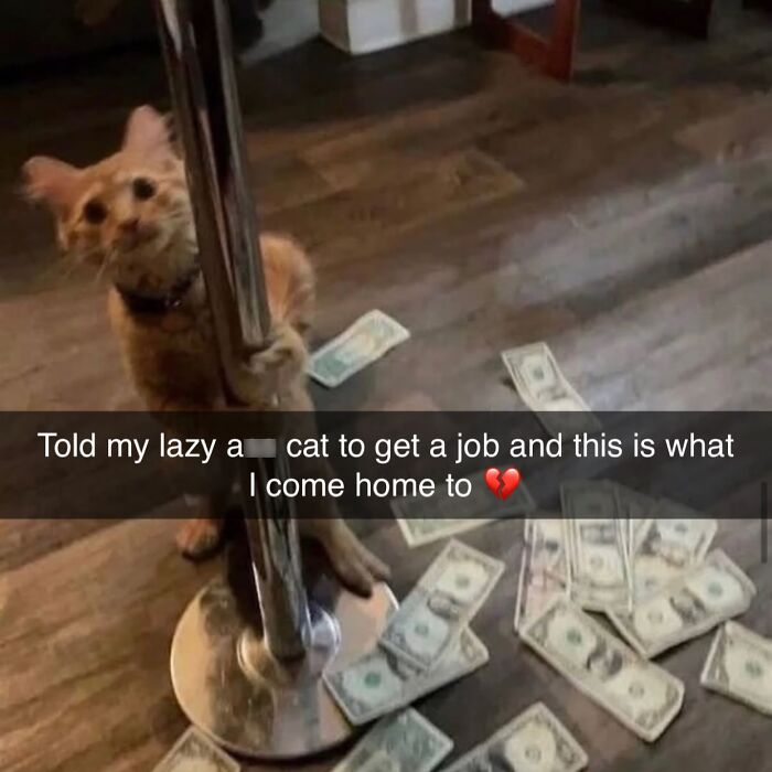 70 Funny Posts From The “Of Course Cats” Page 70 Funny Posts From The “Of Course Cats” Page