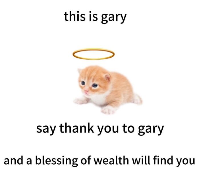 70 Funny Posts From The “Of Course Cats” Page 70 Funny Posts From The “Of Course Cats” Page