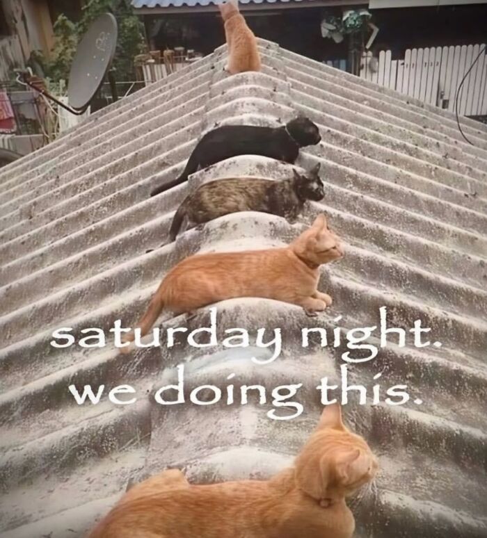 70 Funny Posts From The “Of Course Cats” Page 70 Funny Posts From The “Of Course Cats” Page