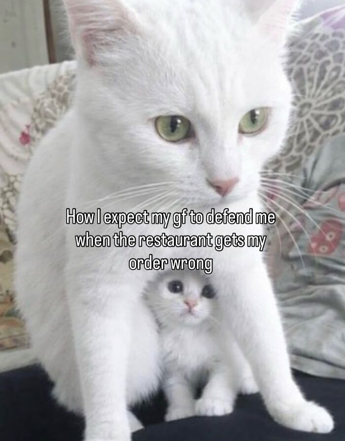 70 Funny Posts From The “Of Course Cats” Page 70 Funny Posts From The “Of Course Cats” Page