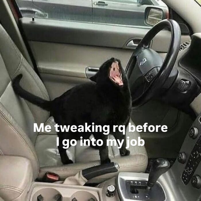 70 Funny Posts From The “Of Course Cats” Page 70 Funny Posts From The “Of Course Cats” Page
