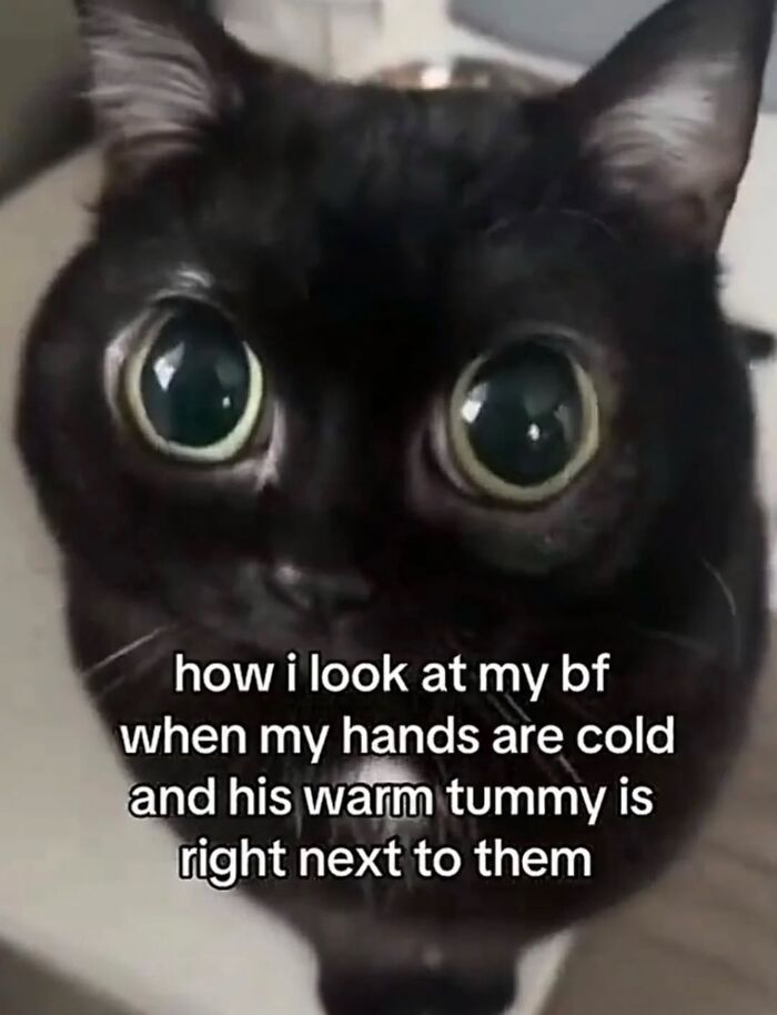 70 Funny Posts From The “Of Course Cats” Page 70 Funny Posts From The “Of Course Cats” Page