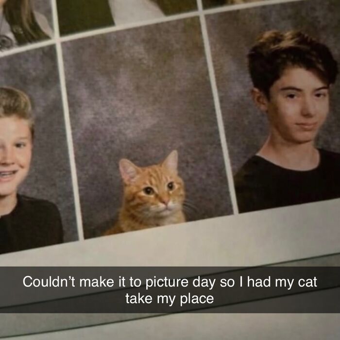 70 Funny Posts From The “Of Course Cats” Page 70 Funny Posts From The “Of Course Cats” Page