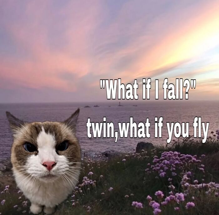 70 Funny Posts From The “Of Course Cats” Page 70 Funny Posts From The “Of Course Cats” Page