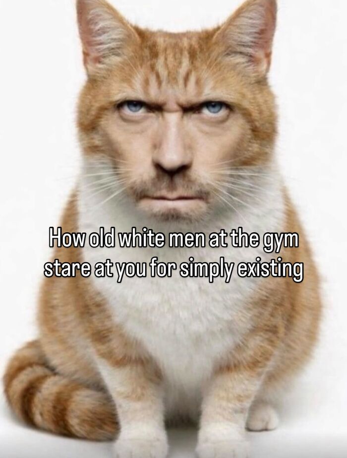 70 Funny Posts From The “Of Course Cats” Page 70 Funny Posts From The “Of Course Cats” Page