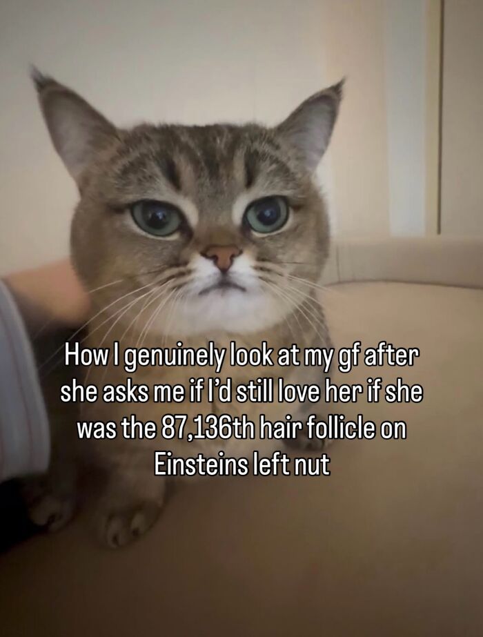 70 Funny Posts From The “Of Course Cats” Page 70 Funny Posts From The “Of Course Cats” Page