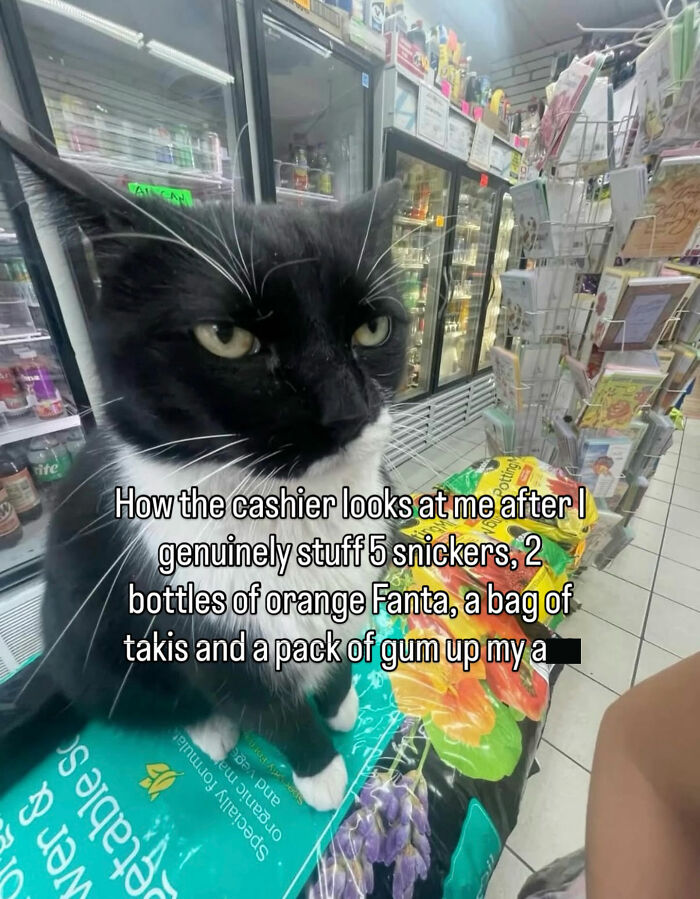 70 Funny Posts From The “Of Course Cats” Page 70 Funny Posts From The “Of Course Cats” Page