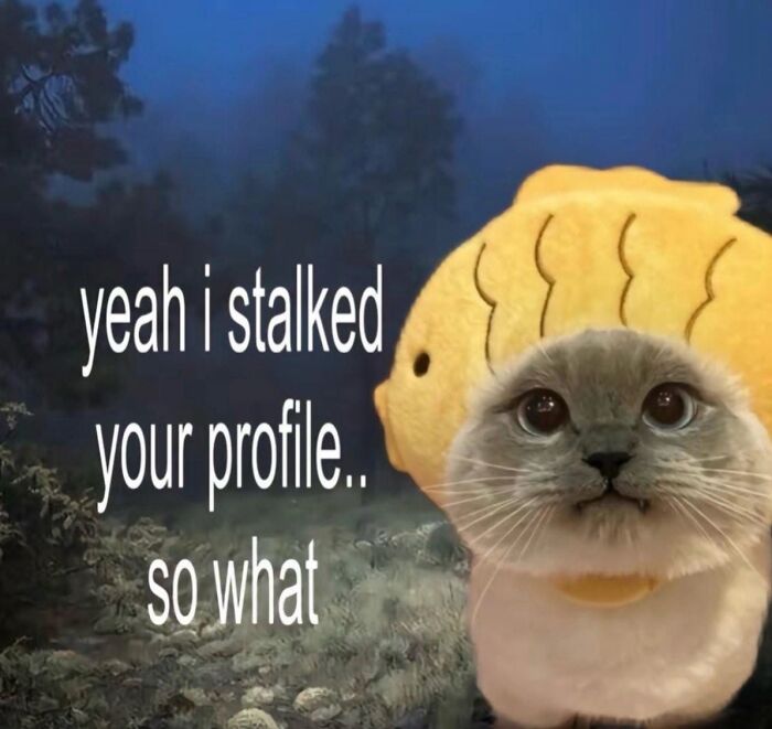 70 Funny Posts From The “Of Course Cats” Page 70 Funny Posts From The “Of Course Cats” Page