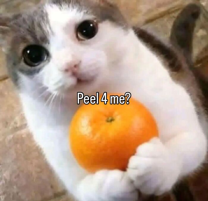 70 Funny Posts From The “Of Course Cats” Page 70 Funny Posts From The “Of Course Cats” Page