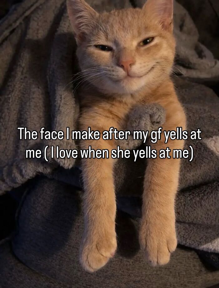 70 Funny Posts From The “Of Course Cats” Page 70 Funny Posts From The “Of Course Cats” Page