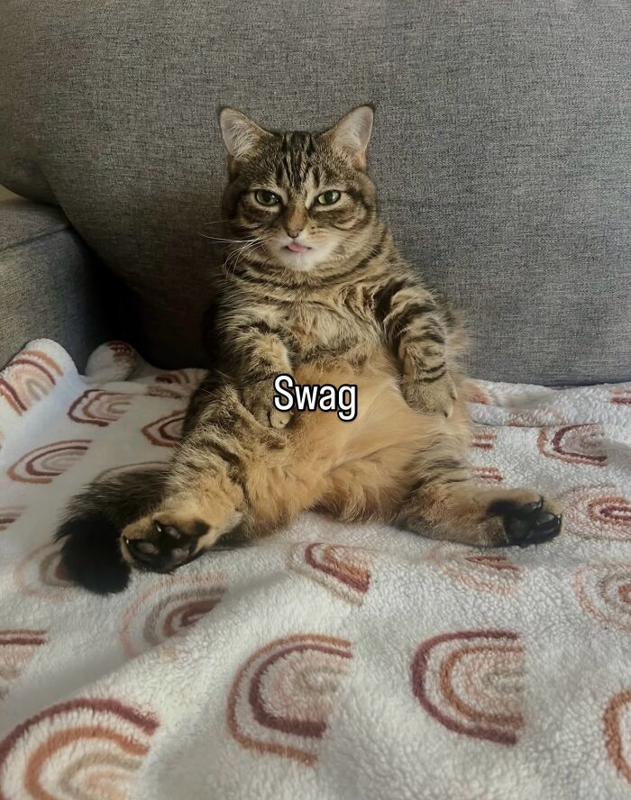 70 Funny Posts From The “Of Course Cats” Page 70 Funny Posts From The “Of Course Cats” Page