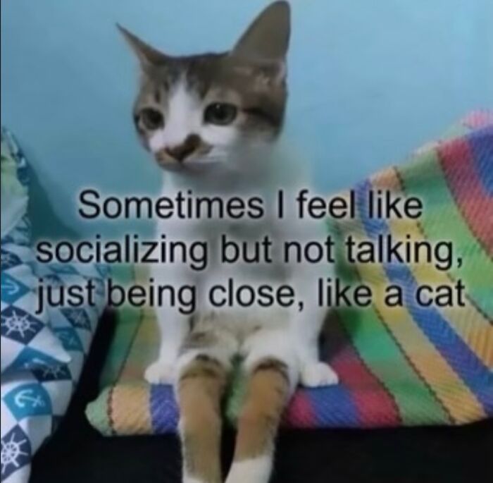 70 Funny Posts From The “Of Course Cats” Page 70 Funny Posts From The “Of Course Cats” Page
