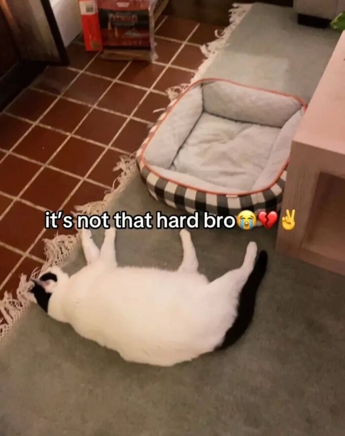 70 Funny Posts From The “Of Course Cats” Page 70 Funny Posts From The “Of Course Cats” Page