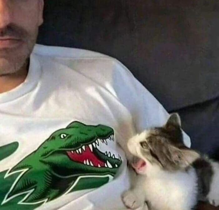 70 Funny Posts From The “Of Course Cats” Page 70 Funny Posts From The “Of Course Cats” Page