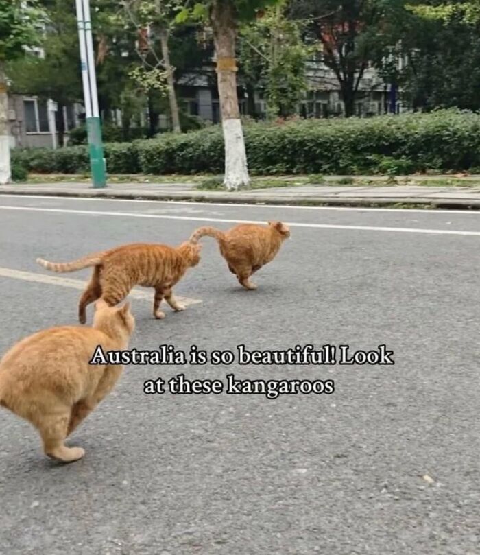 70 Funny Posts From The “Of Course Cats” Page 70 Funny Posts From The “Of Course Cats” Page