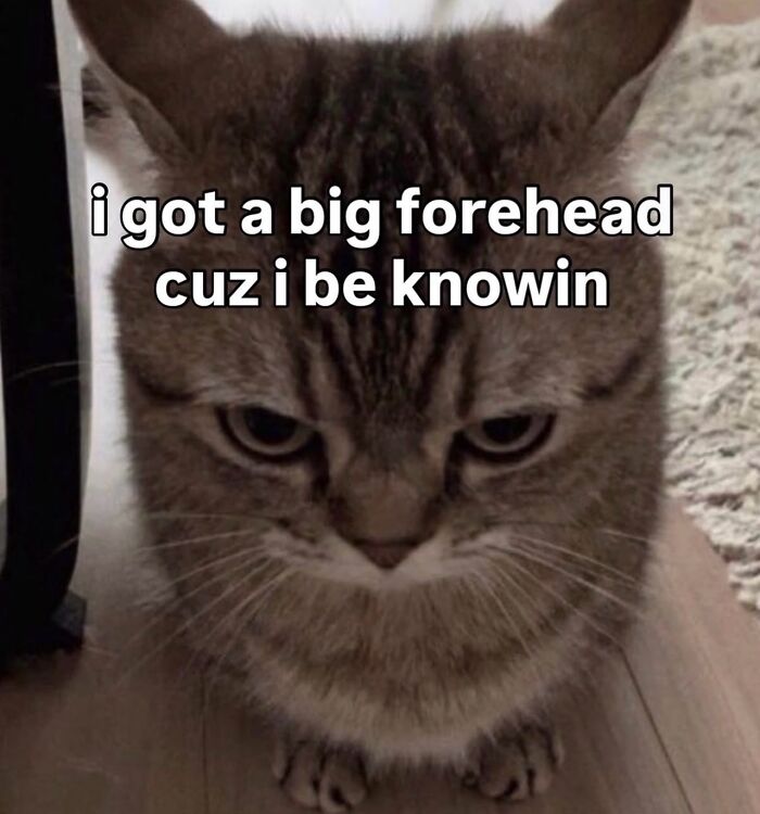 70 Funny Posts From The “Of Course Cats” Page 70 Funny Posts From The “Of Course Cats” Page