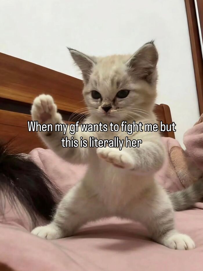 70 Funny Posts From The “Of Course Cats” Page 70 Funny Posts From The “Of Course Cats” Page