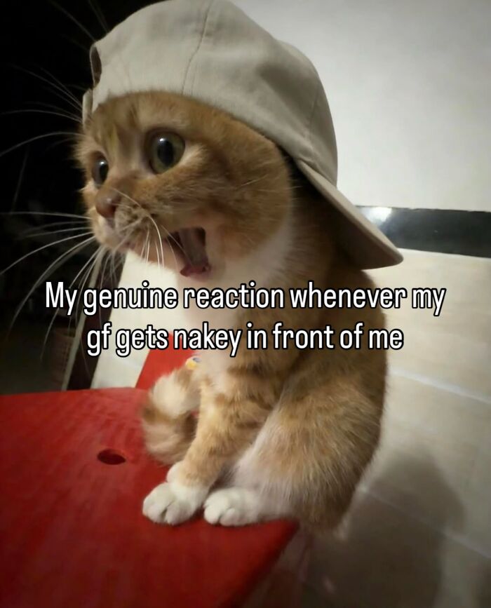70 Funny Posts From The “Of Course Cats” Page 70 Funny Posts From The “Of Course Cats” Page