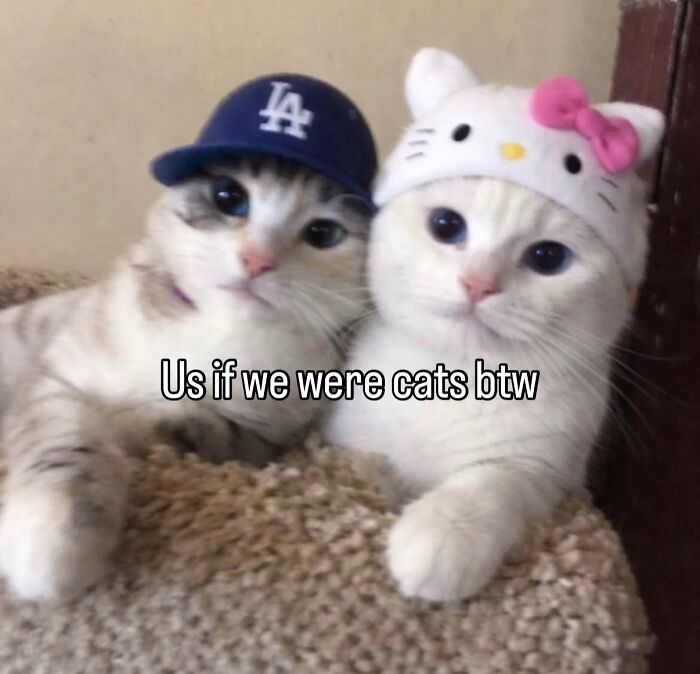70 Funny Posts From The “Of Course Cats” Page 70 Funny Posts From The “Of Course Cats” Page
