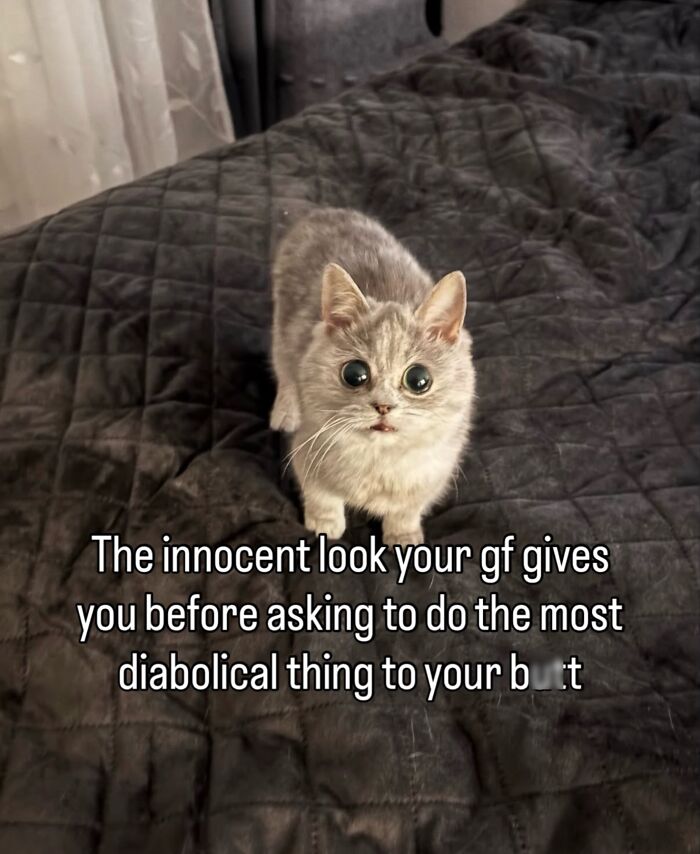 70 Funny Posts From The “Of Course Cats” Page 70 Funny Posts From The “Of Course Cats” Page