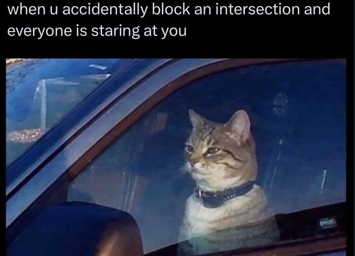 70 Funny Posts From The “Of Course Cats” Page 70 Funny Posts From The “Of Course Cats” Page