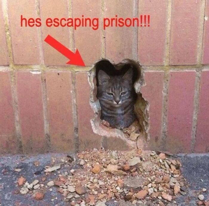 70 Funny Posts From The “Of Course Cats” Page 70 Funny Posts From The “Of Course Cats” Page