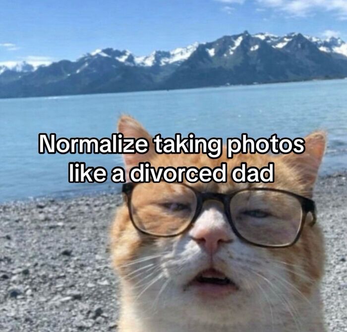 70 Funny Posts From The “Of Course Cats” Page 70 Funny Posts From The “Of Course Cats” Page