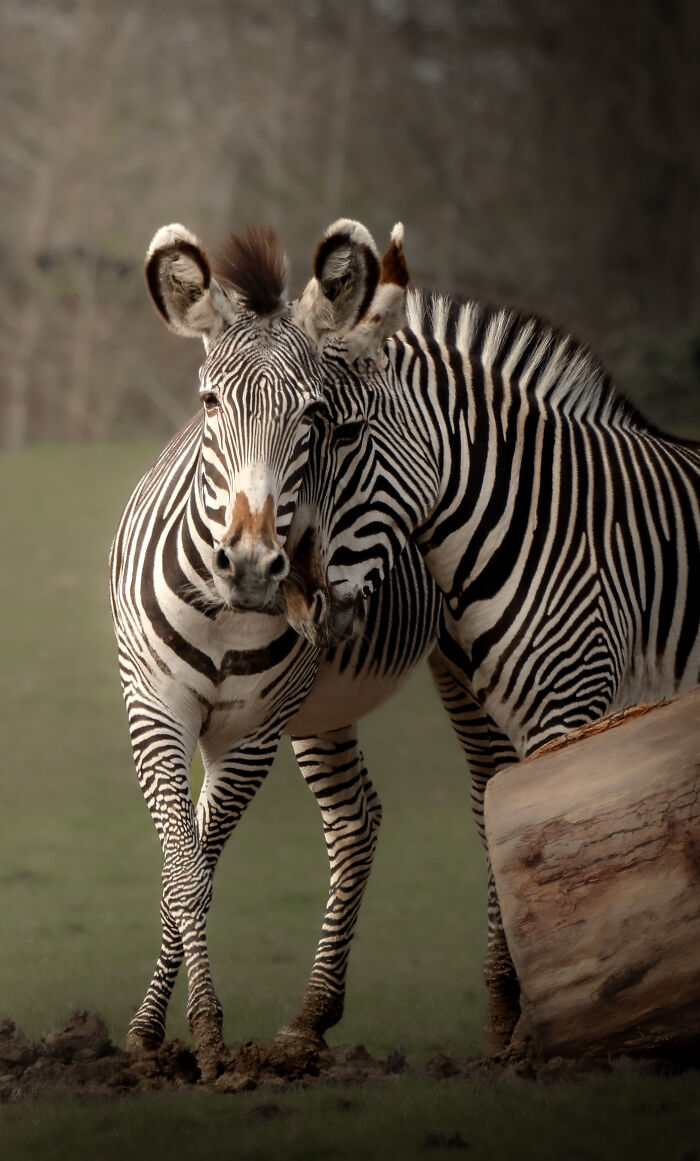 25 Winning Photos From The Biaza Photo Competition 2026 Celebrating Animal Conservation In Zoos 25 Winning Photos From The Biaza Photo Competition 2026 Celebrating Animal Conservation In Zoos
