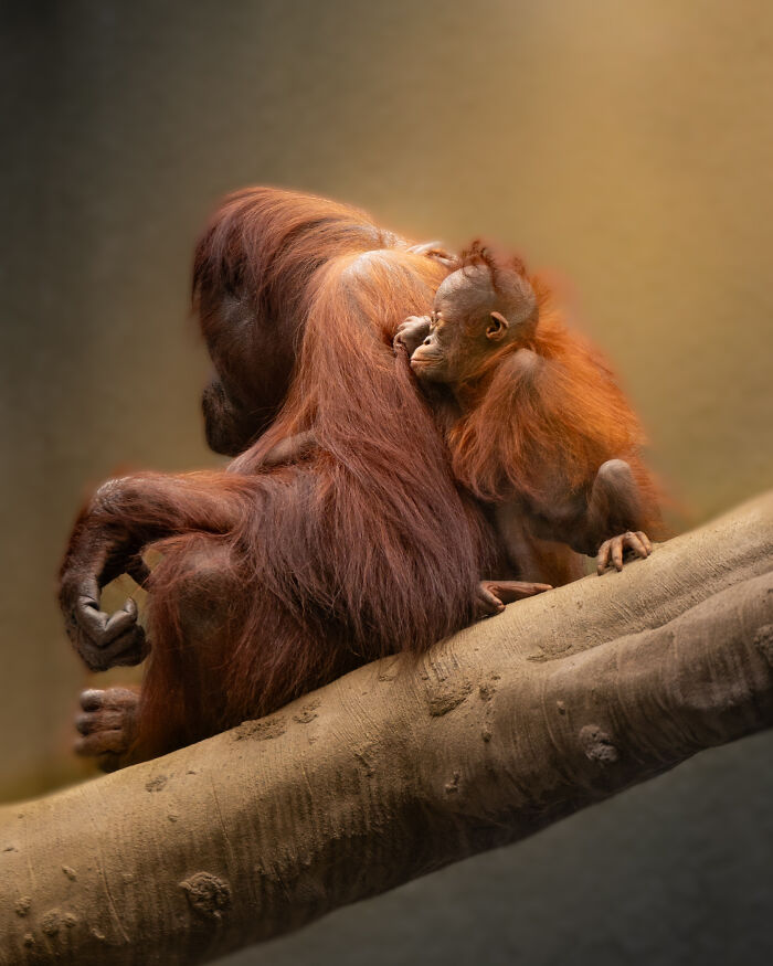 25 Winning Photos From The Biaza Photo Competition 2026 Celebrating Animal Conservation In Zoos 25 Winning Photos From The Biaza Photo Competition 2026 Celebrating Animal Conservation In Zoos