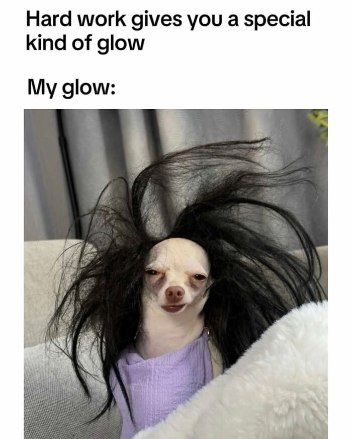 54 Hilarious Dog Memes That Prove Dogs Are Natural-Born Comedians, As Shared By This Page 54 Hilarious Dog Memes That Prove Dogs Are Natural-Born Comedians, As Shared By This Page