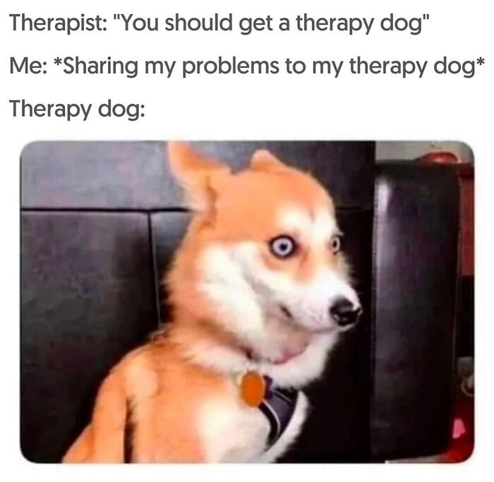 54 Hilarious Dog Memes That Prove Dogs Are Natural-Born Comedians, As Shared By This Page 54 Hilarious Dog Memes That Prove Dogs Are Natural-Born Comedians, As Shared By This Page