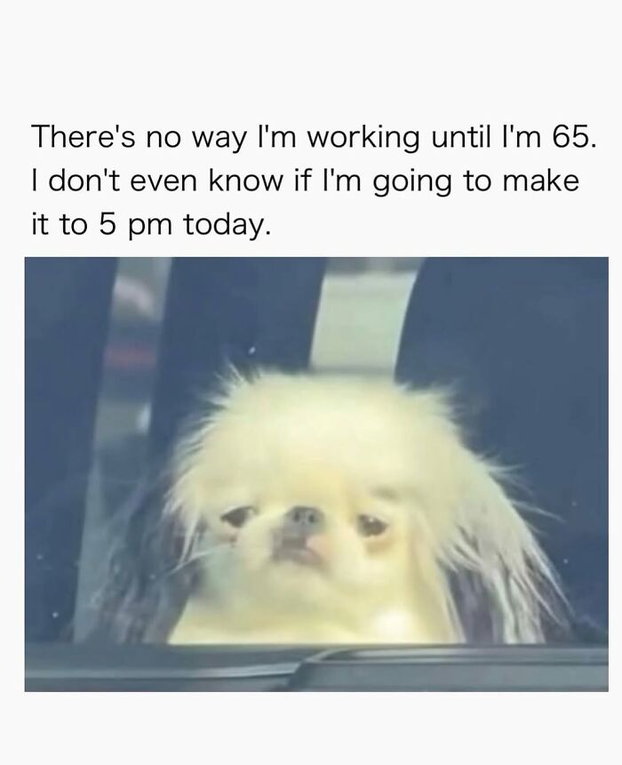 54 Hilarious Dog Memes That Prove Dogs Are Natural-Born Comedians, As Shared By This Page 54 Hilarious Dog Memes That Prove Dogs Are Natural-Born Comedians, As Shared By This Page