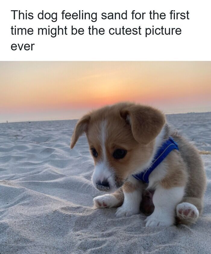 54 Hilarious Dog Memes That Prove Dogs Are Natural-Born Comedians, As Shared By This Page 54 Hilarious Dog Memes That Prove Dogs Are Natural-Born Comedians, As Shared By This Page