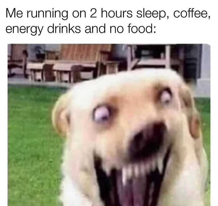 54 Hilarious Dog Memes That Prove Dogs Are Natural-Born Comedians, As Shared By This Page 54 Hilarious Dog Memes That Prove Dogs Are Natural-Born Comedians, As Shared By This Page