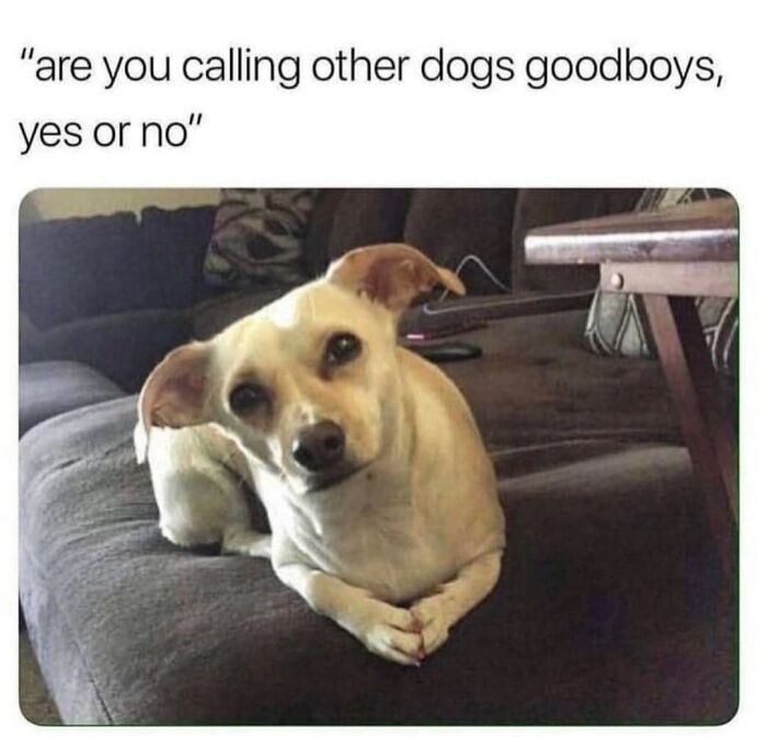 54 Hilarious Dog Memes That Prove Dogs Are Natural-Born Comedians, As Shared By This Page 54 Hilarious Dog Memes That Prove Dogs Are Natural-Born Comedians, As Shared By This Page