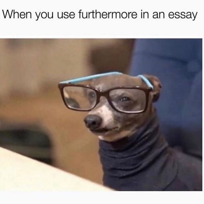 54 Hilarious Dog Memes That Prove Dogs Are Natural-Born Comedians, As Shared By This Page 54 Hilarious Dog Memes That Prove Dogs Are Natural-Born Comedians, As Shared By This Page