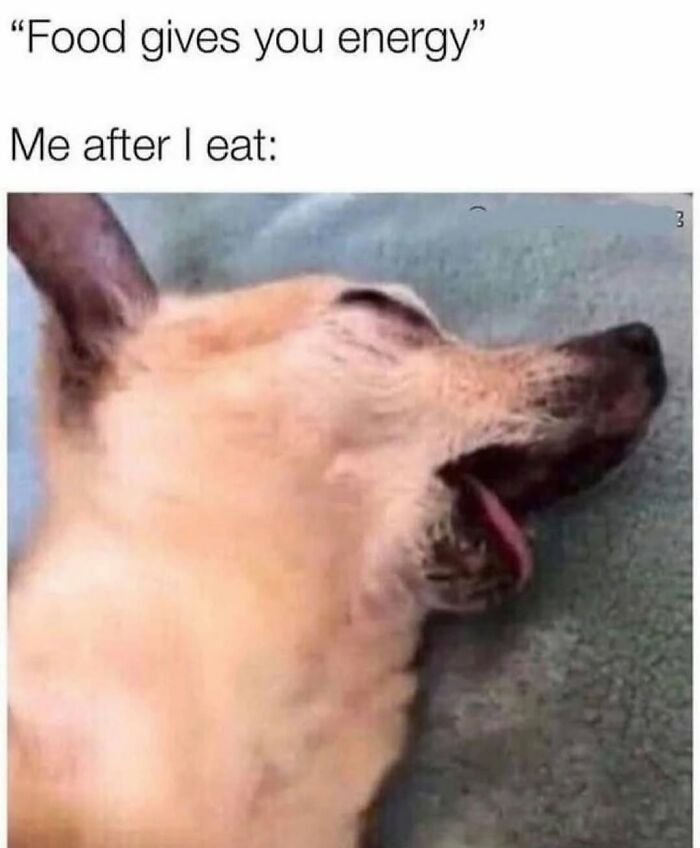 54 Hilarious Dog Memes That Prove Dogs Are Natural-Born Comedians, As Shared By This Page 54 Hilarious Dog Memes That Prove Dogs Are Natural-Born Comedians, As Shared By This Page