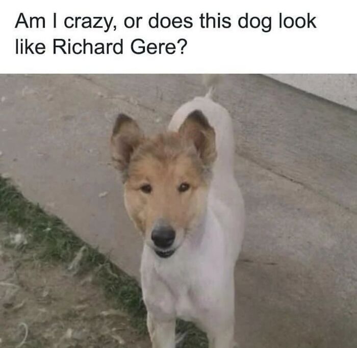 54 Hilarious Dog Memes That Prove Dogs Are Natural-Born Comedians, As Shared By This Page 54 Hilarious Dog Memes That Prove Dogs Are Natural-Born Comedians, As Shared By This Page