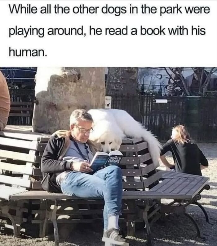 54 Hilarious Dog Memes That Prove Dogs Are Natural-Born Comedians, As Shared By This Page 54 Hilarious Dog Memes That Prove Dogs Are Natural-Born Comedians, As Shared By This Page