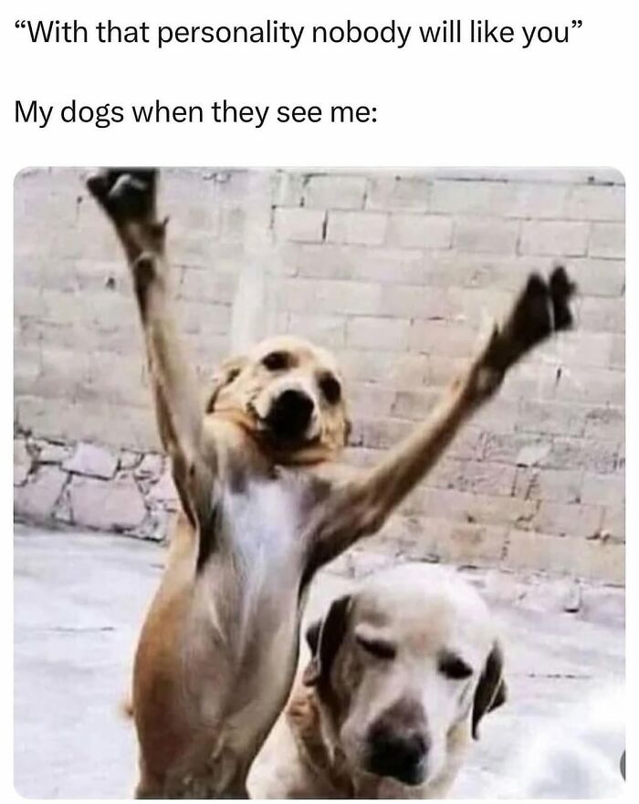 54 Hilarious Dog Memes That Prove Dogs Are Natural-Born Comedians, As Shared By This Page 54 Hilarious Dog Memes That Prove Dogs Are Natural-Born Comedians, As Shared By This Page