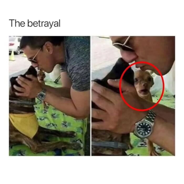 54 Hilarious Dog Memes That Prove Dogs Are Natural-Born Comedians, As Shared By This Page 54 Hilarious Dog Memes That Prove Dogs Are Natural-Born Comedians, As Shared By This Page