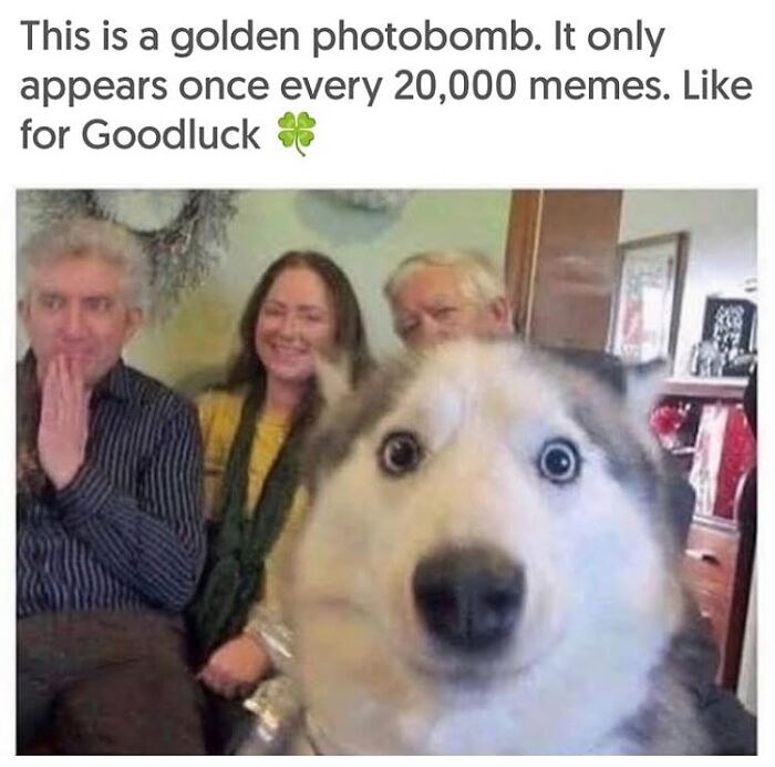 54 Hilarious Dog Memes That Prove Dogs Are Natural-Born Comedians, As Shared By This Page 54 Hilarious Dog Memes That Prove Dogs Are Natural-Born Comedians, As Shared By This Page
