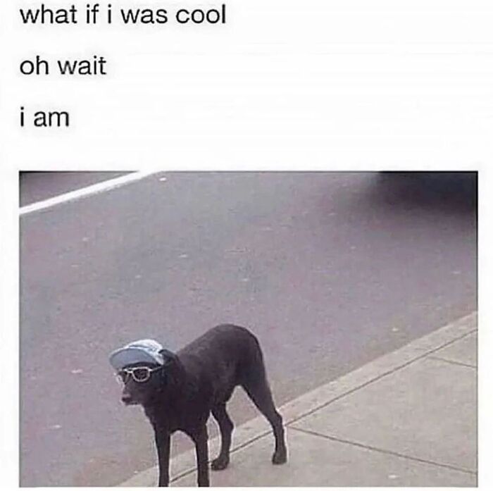 54 Hilarious Dog Memes That Prove Dogs Are Natural-Born Comedians, As Shared By This Page 54 Hilarious Dog Memes That Prove Dogs Are Natural-Born Comedians, As Shared By This Page