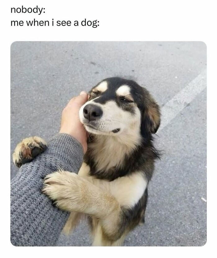 54 Hilarious Dog Memes That Prove Dogs Are Natural-Born Comedians, As Shared By This Page 54 Hilarious Dog Memes That Prove Dogs Are Natural-Born Comedians, As Shared By This Page