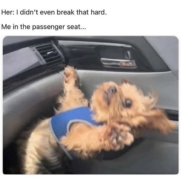 54 Hilarious Dog Memes That Prove Dogs Are Natural-Born Comedians, As Shared By This Page 54 Hilarious Dog Memes That Prove Dogs Are Natural-Born Comedians, As Shared By This Page