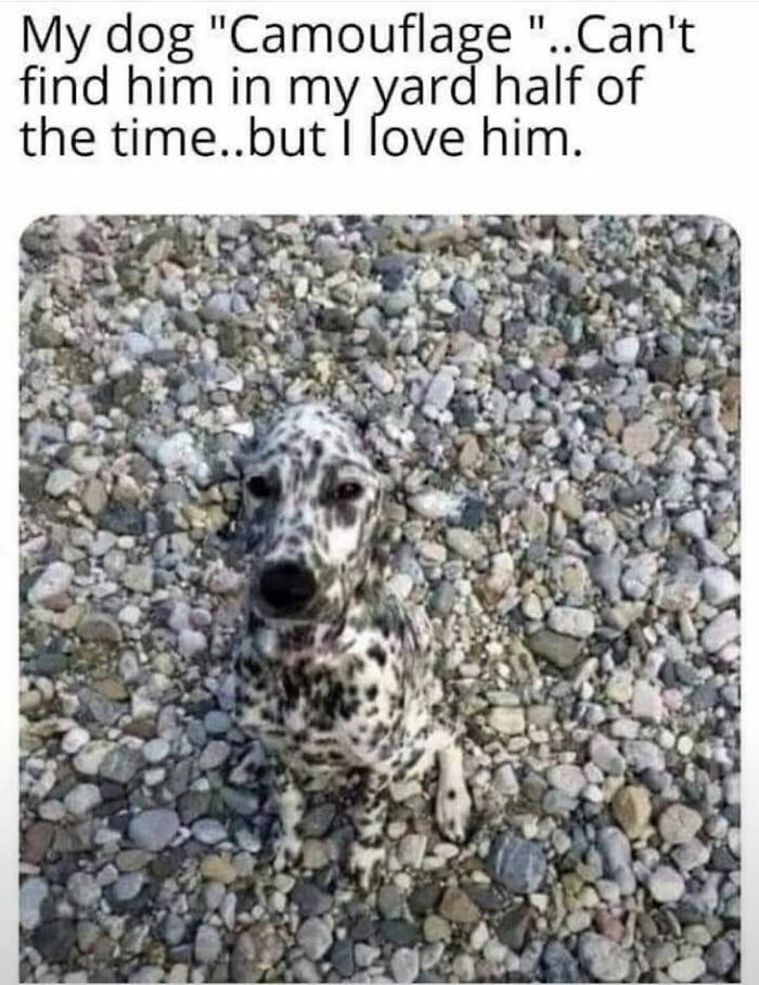54 Hilarious Dog Memes That Prove Dogs Are Natural-Born Comedians, As Shared By This Page 54 Hilarious Dog Memes That Prove Dogs Are Natural-Born Comedians, As Shared By This Page