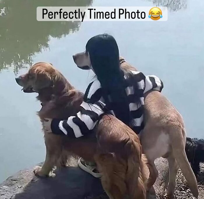 54 Hilarious Dog Memes That Prove Dogs Are Natural-Born Comedians, As Shared By This Page 54 Hilarious Dog Memes That Prove Dogs Are Natural-Born Comedians, As Shared By This Page