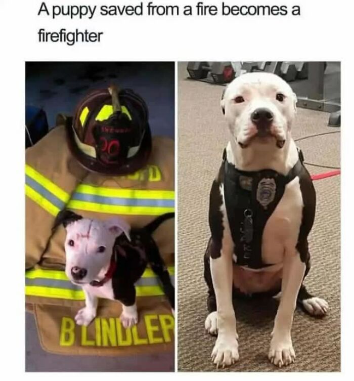 54 Hilarious Dog Memes That Prove Dogs Are Natural-Born Comedians, As Shared By This Page 54 Hilarious Dog Memes That Prove Dogs Are Natural-Born Comedians, As Shared By This Page