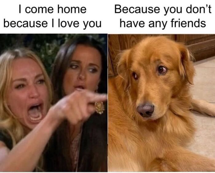54 Hilarious Dog Memes That Prove Dogs Are Natural-Born Comedians, As Shared By This Page 54 Hilarious Dog Memes That Prove Dogs Are Natural-Born Comedians, As Shared By This Page