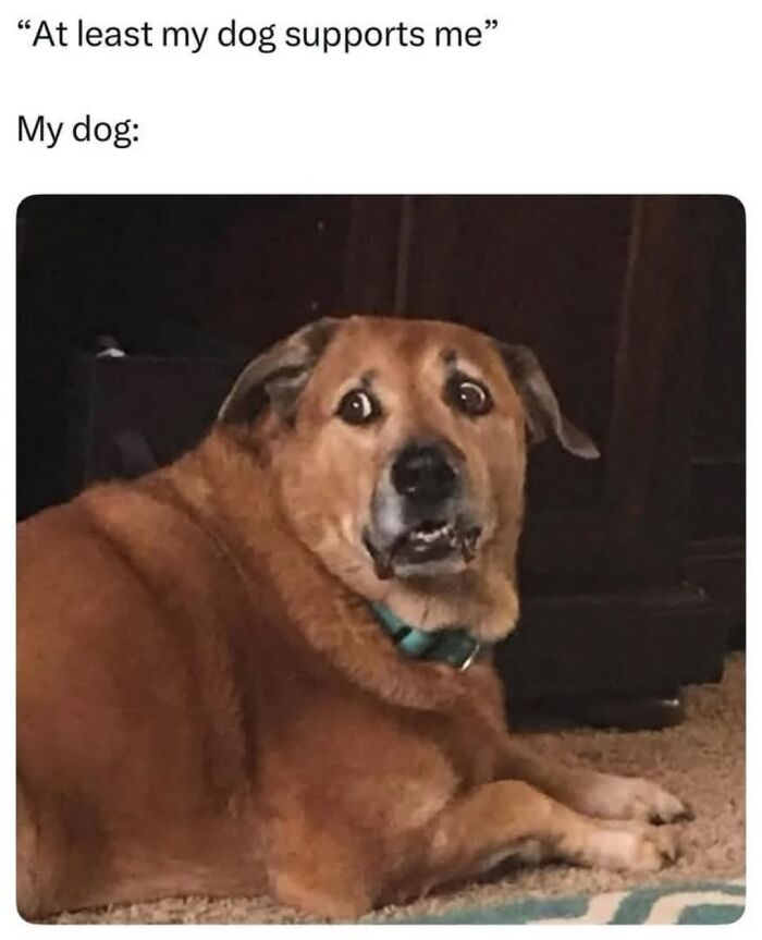 54 Hilarious Dog Memes That Prove Dogs Are Natural-Born Comedians, As Shared By This Page 54 Hilarious Dog Memes That Prove Dogs Are Natural-Born Comedians, As Shared By This Page